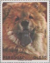 Chow-Chow (Canis lupus familiaris)