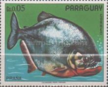 Red-bellied Piranha (Pygocentrus nattereri)
