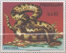 Anaconda