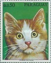 Domestic Cat (Felis silvestris catus)