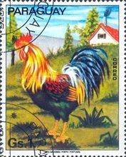 Rooster (Gallus gallus domesticus)