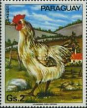Chicken (Gallus gallus domesticus)