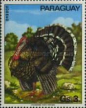 Domesticated Turkey (Meleagris gallopavo)
