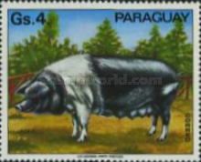 Domestic Pig (Sus scrofa domestica)