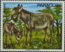 Donkey (Equus asinus asinus)