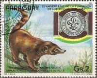 Coati (Nasua socialis)