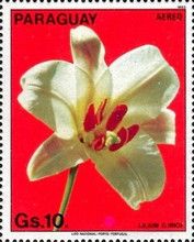Lilium