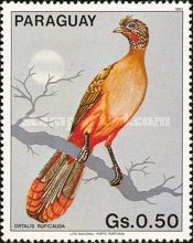 Rufous-vented Chachalaca (Ortalis ruficauda)