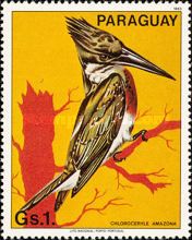Amazon Kingfisher (Chloroceryle amazona)