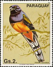 Guianan Trogon (Trogon violaceus)