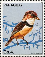 Collared Puffbird (Bucco capensis)