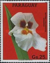 Miltonia phalaenopsis - Orchid