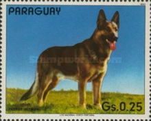 German Shepherd (Canis lupus familiaris)