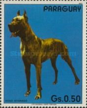 Great Dane (Canis lupus familiaris)