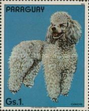 Poodle (Canis lupus familiaris)
