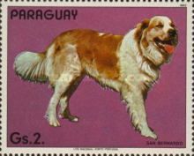 St. Bernard (Canis lupus familiaris)