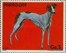 Greyhound (Canis lupus familiaris)