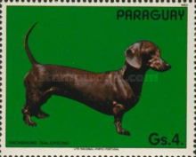 Dachshund (Canis lupus familiaris)