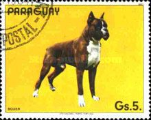 German Boxer (Canis lupus familiaris)