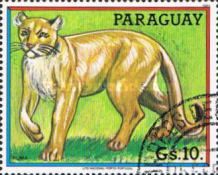 Puma (Puma concolor)