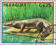 Spectacled Caiman (Caiman crocodilus)