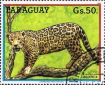 Jaguar (Panthera onca)