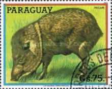 Collared Peccary (Pecari tajacu)