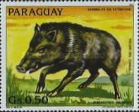 Chacoan Peccary (Catagonus wagneri)