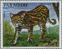 Ocelot (Felis pardalis)