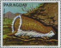 Greater Fairy Armadillo (Burmeisteria retusa)