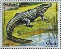Spectacled Caiman (Caiman crocodilus)