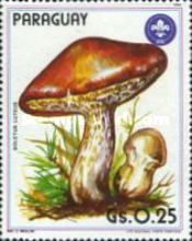 Boletus luteus