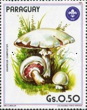 Agaricus campestris