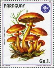 Pholiota spectabilis