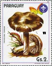 Tricholoma terreum