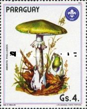 Amanita phalloides