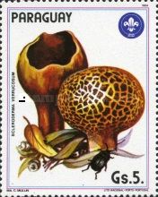 Scleroderma verrucosum
