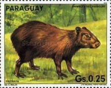 Greater Capybara (Hydrochoerus hydrochaeris)