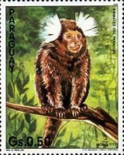 Marmoset sp. (Mico sp.)