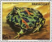 Argentine Horned Frog (Ceratophrys ornata)