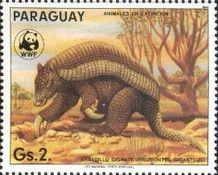 Giant Armadillo (Priodontes giganteus)