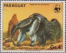 Giant Anteater (Myrmecophaga tridactyla)