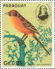 Hepatic Tanager (Piranga flava)