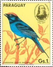 Swallow-tailed Manakin (Chiroxiphia caudata)