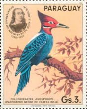 Cream-backed Woodpecker (Phloeoceastes leucopogon)