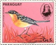 Tropical Parula (Parula pitiayumi)
