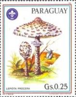 Parasol Mushroom (Lepiota procera)