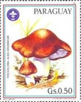 White and Brown Tricholoma - Tricholoma albobrunneum