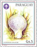 Bottle Puffball - Lycoperdon perlatum