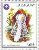 Common Stinkhorn - Dictyophora duplicata